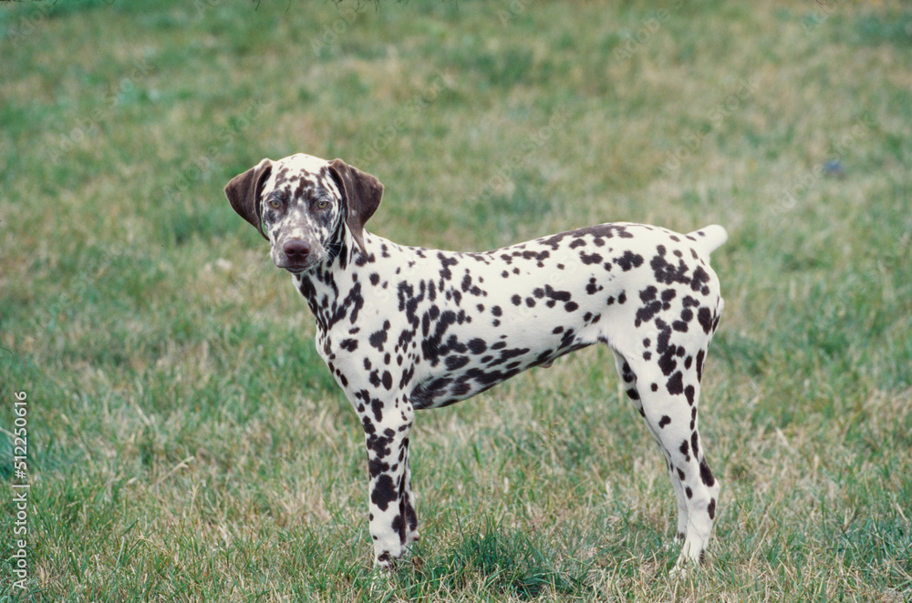 A Dalmatian in grass