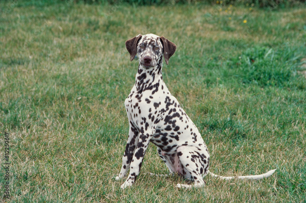 A Dalmatian in grass