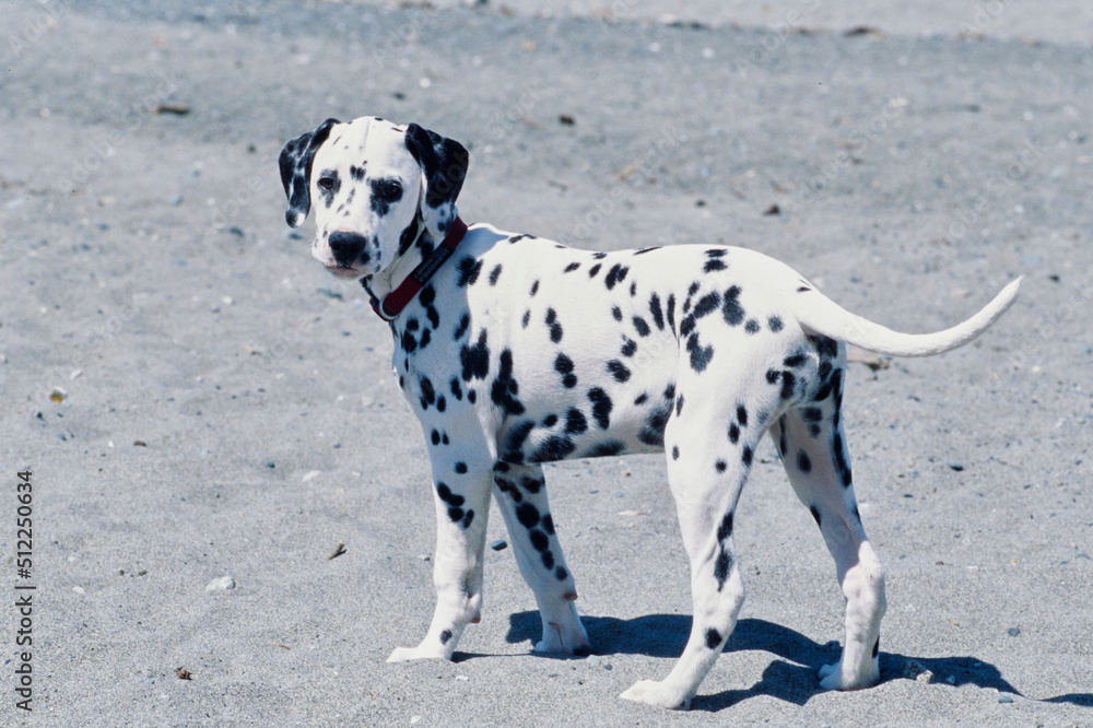 Dalmatian on sand