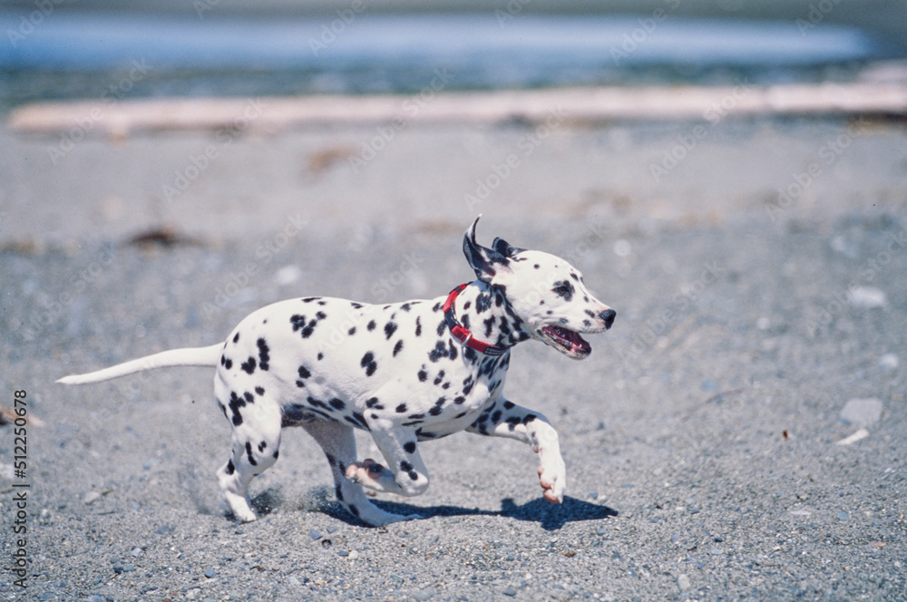 A dalmatian on a rocky beach