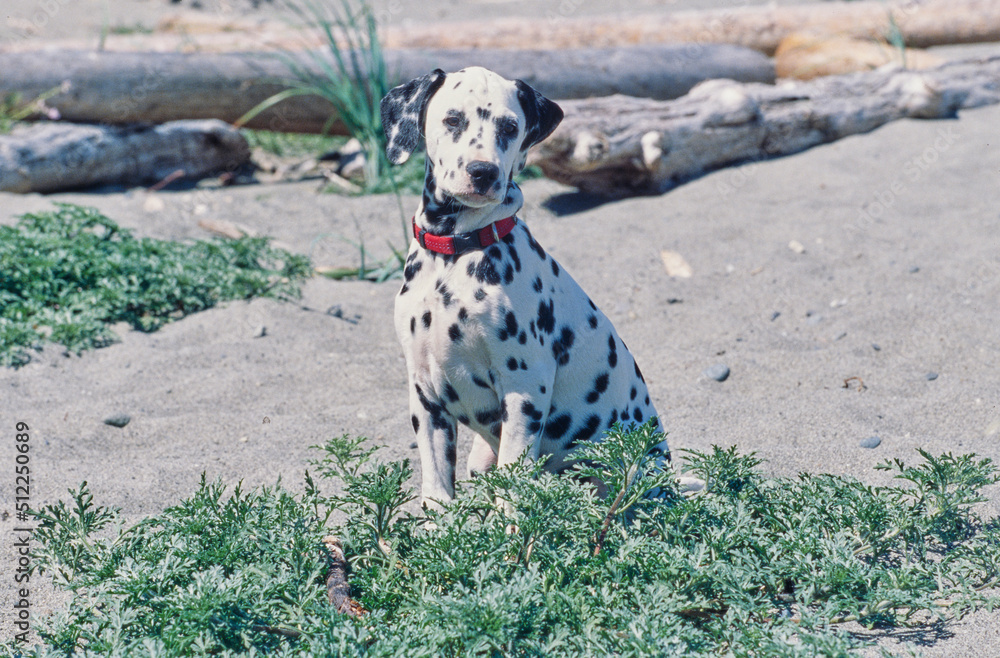 A dalmatian on a rocky beach