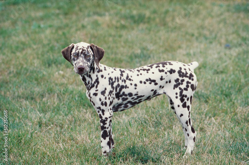 A Dalmatian in grass