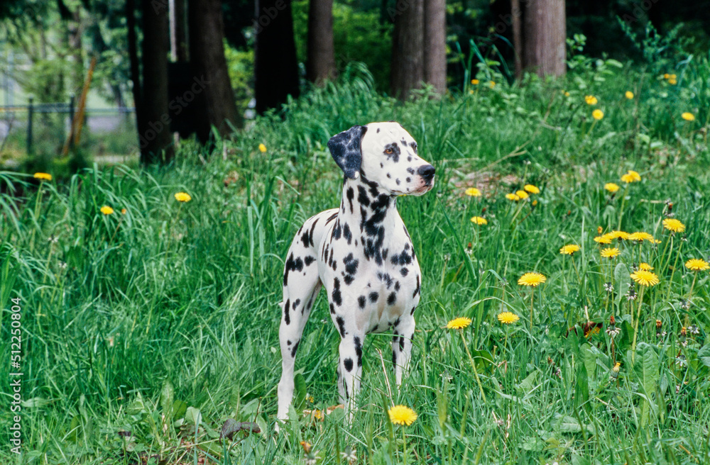 Dalmatian in grass