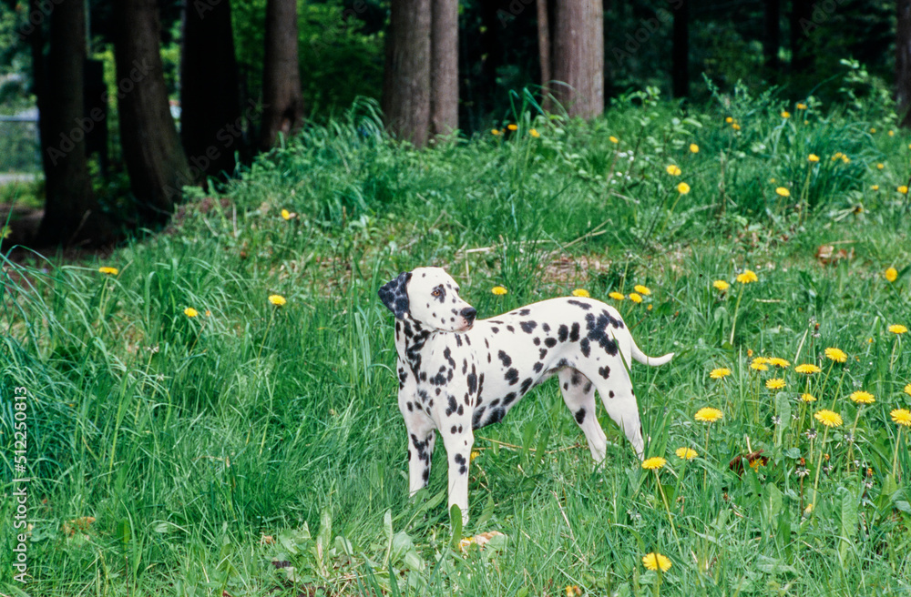 Dalmatian in grass Dalmatian in grass