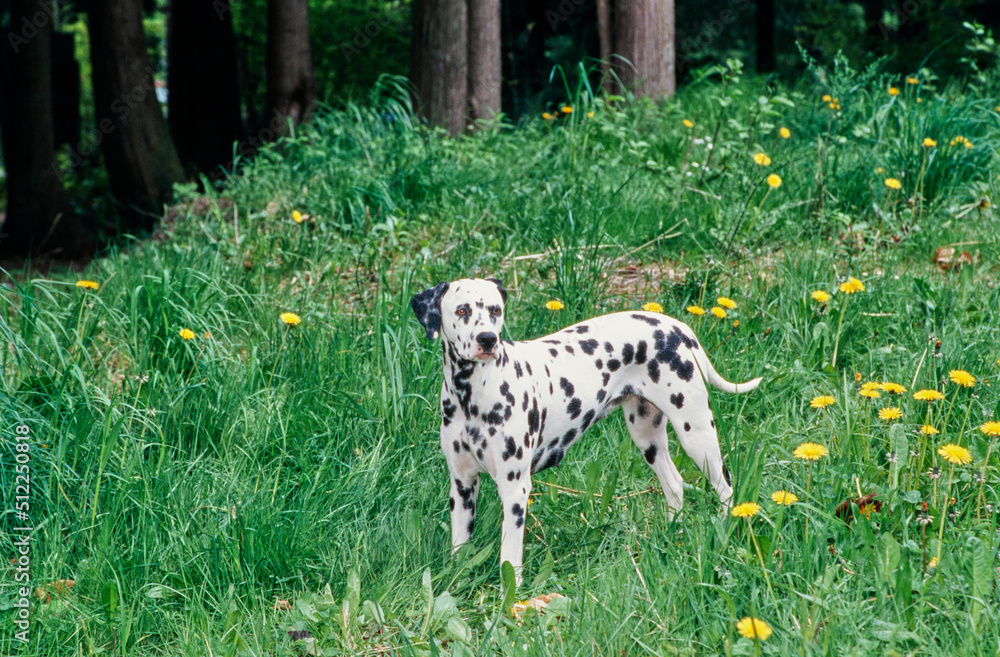 Dalmatian in grass Dalmatian in grass