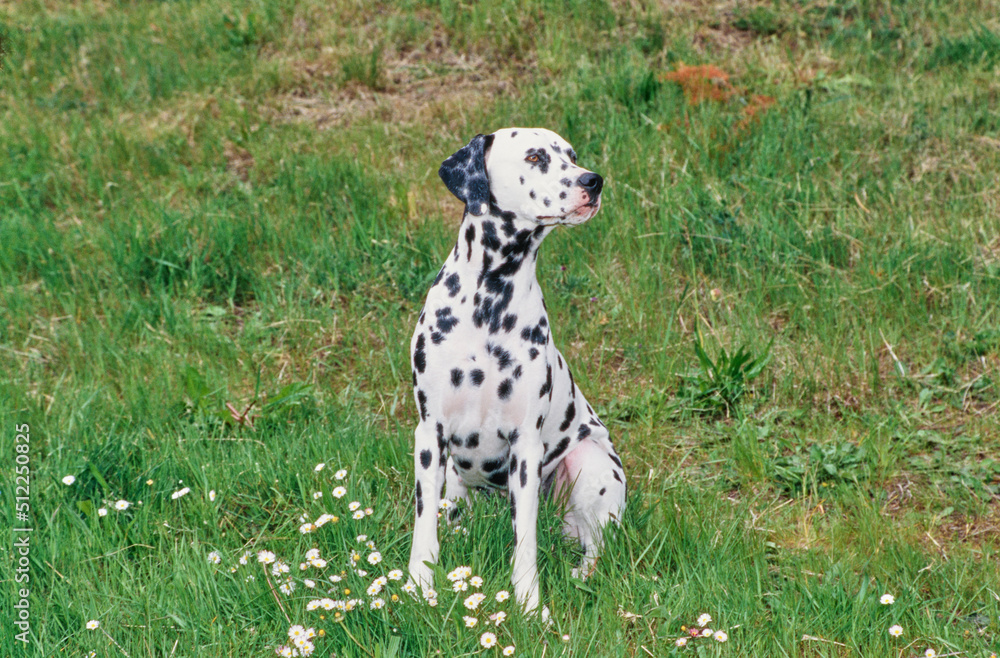 Dalmatian in grass