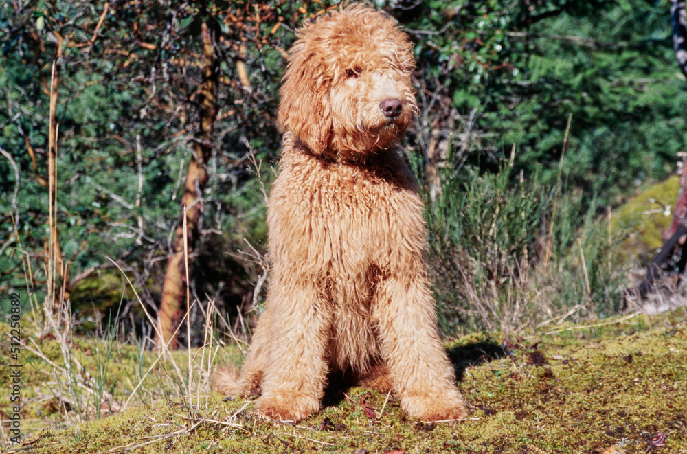A Labradoodle on moss covered ground
