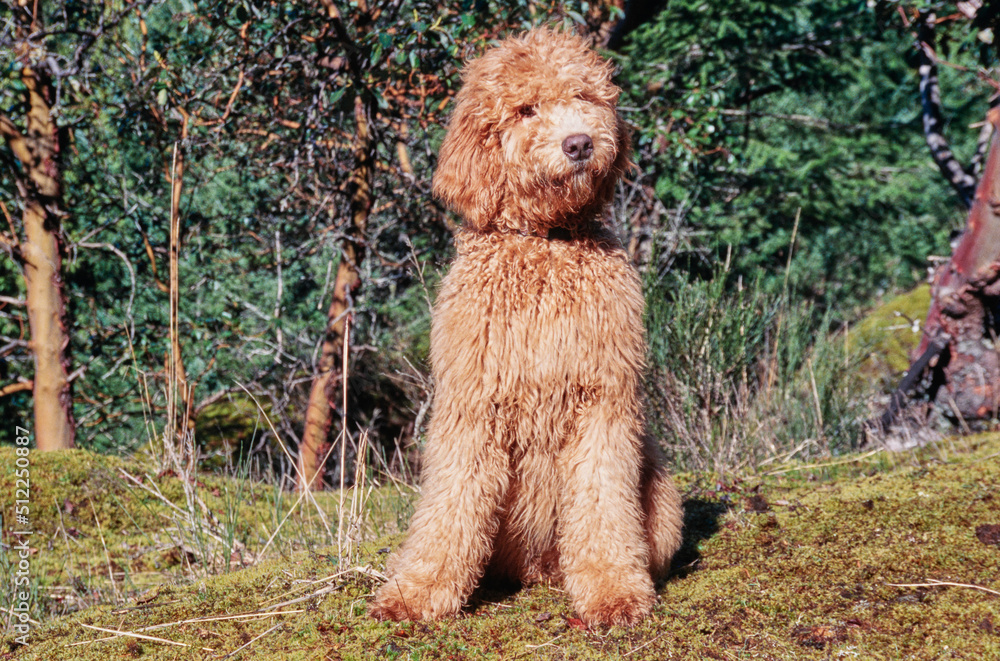 A Labradoodle on moss covered ground A Labradoodle on moss covered ground