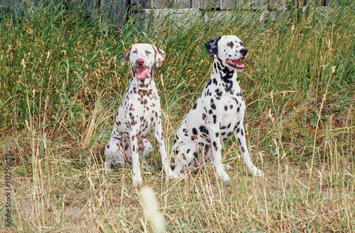 Two dalmatians in Grass