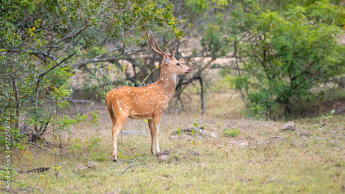 Beautiful spotted deer on alert  large antlers  side view photograph of a male Ceylon spotted deer at Yala national park.