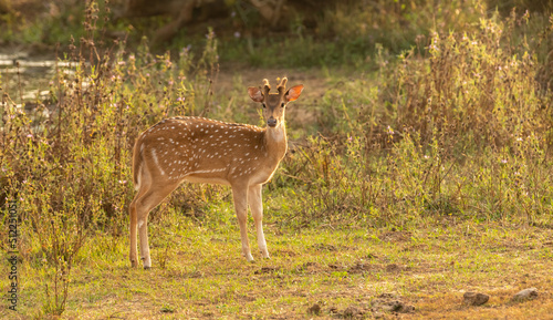 Sri Lankan axis deer Standing on a grass field and staring curiously at the camera, evening golden sunshine hit the Young male deer on the side. © nilanka