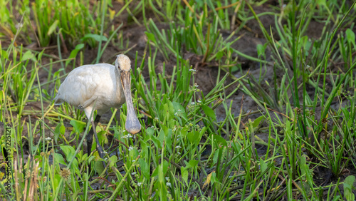 Eurasian spoonbill (Platalea leucorodia) in the marsh searching for food at Yala national park.