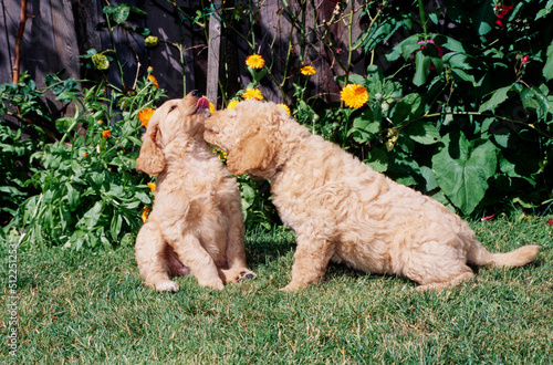 Two Labradoodle puppies on grass