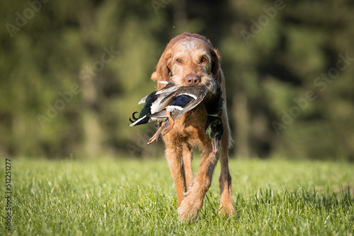 Jagdhundetraining, Jagdhundeausbildung, Vizsla, Vorstehhund photo