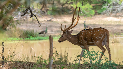 Alpha male with huge antlers, Sri Lankan axis deer walking towards the waterhole for a quick drink.
