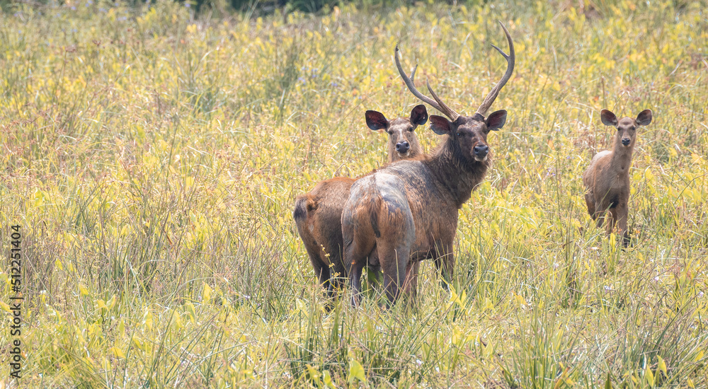 A family of Sambar deer was spotted in a grass field in Yala national park, sambar family is on high alert, looking back over the body, Male sambar got huge antlers. A family of Sambar deer was spotted in a grass field in Yala national park, sambar family is on high alert, looking back over the body, Male sambar got huge antlers.