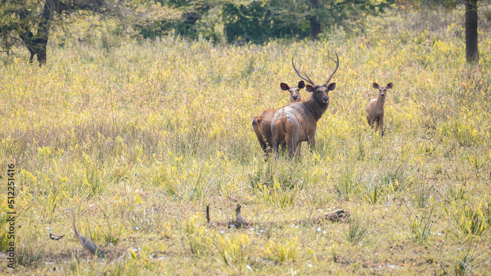 Fototapeta premium A family of Sambar deer was spotted in a grass field in Yala national park, sambar family is on high alert, looking back over the body, Male sambar got huge antlers.
