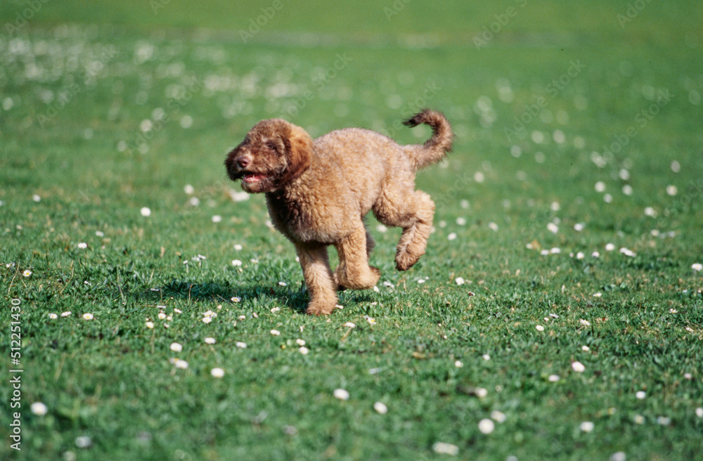A Labradoodle puppy on grass