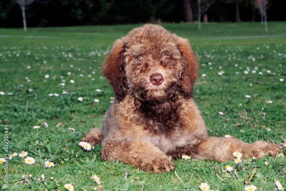 Fototapeta premium A Labradoodle on grass