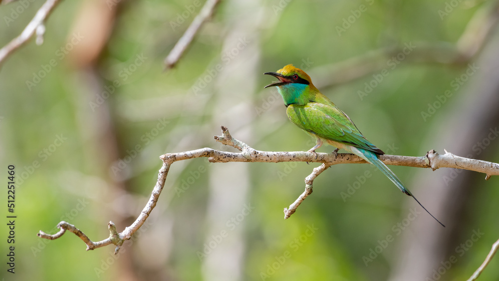 Colorful little green bee-eater bird perch on a bare tree branch, bird chirping loudly, Cute bee-eater Spotted in Yala national park, Sri Lanka. Colorful little green bee-eater bird perch on a bare tree branch, bird chirping loudly, Cute bee-eater Spotted in Yala national park, Sri Lanka.