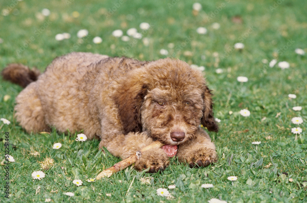 Fototapeta premium A Labradoodle on grass
