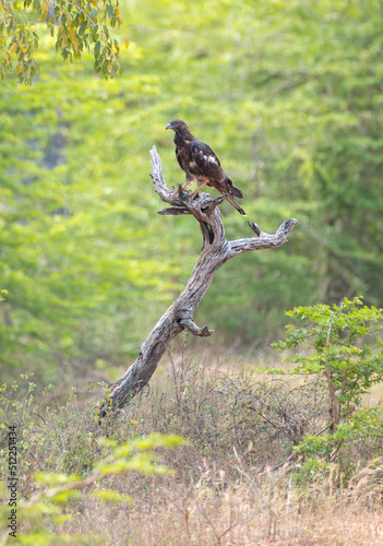 Oriental honey buzzard bird perch on a dead tree  with a beautiful tropical forest scenery in Yala national park.