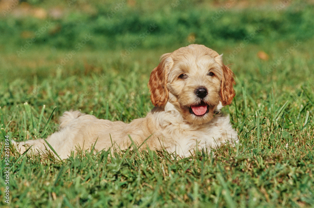 A Labradoodle puppy on grass