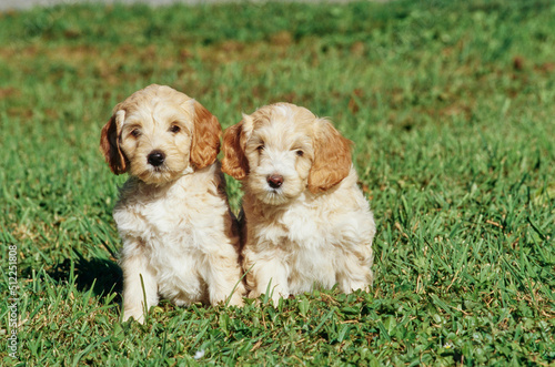 Two Labradoodle puppies in grass