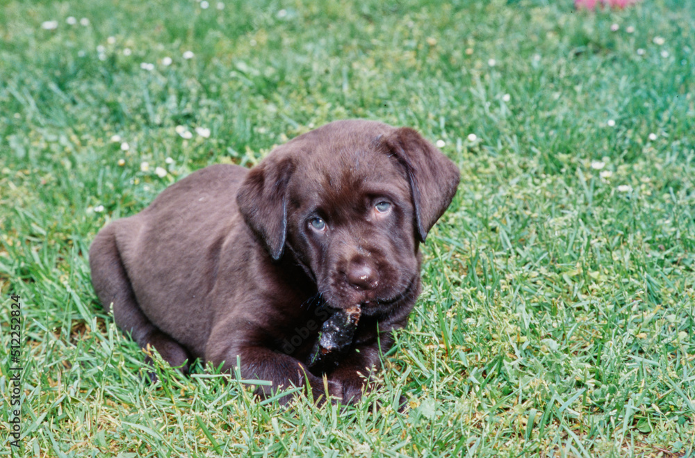 Chocolate lab in yard chewing stick Chocolate lab in yard chewing stick