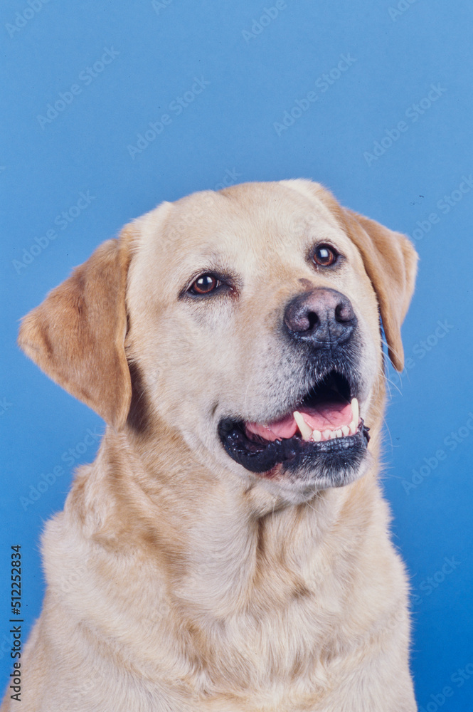 Yellow lab face on light blue background