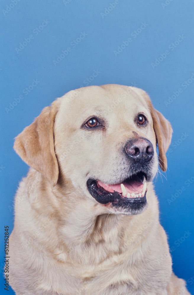 Yellow lab face on light blue background