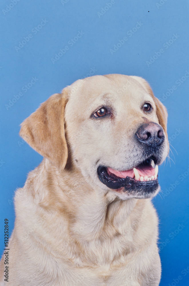 Yellow lab face on light blue background