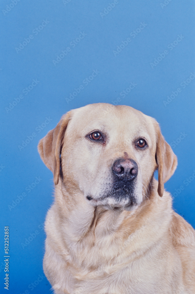 Yellow lab face on light blue background Yellow lab face on light blue background