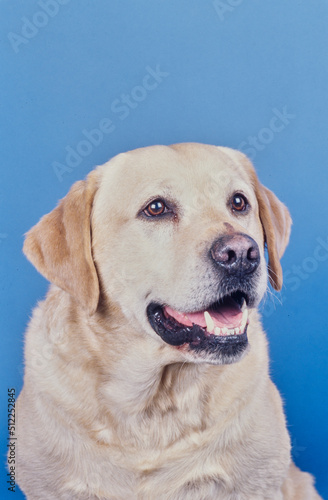 Yellow lab face on light blue background