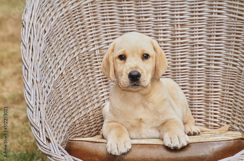 Fototapeta Naklejka Na Ścianę i Meble -  Yellow lab puppy in wicker chair