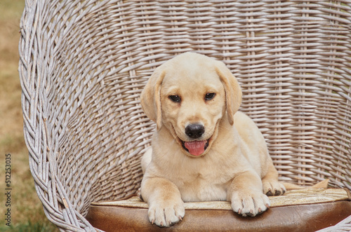 Yellow lab puppy in wicker chair