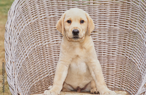 Yellow lab puppy in wicker chair