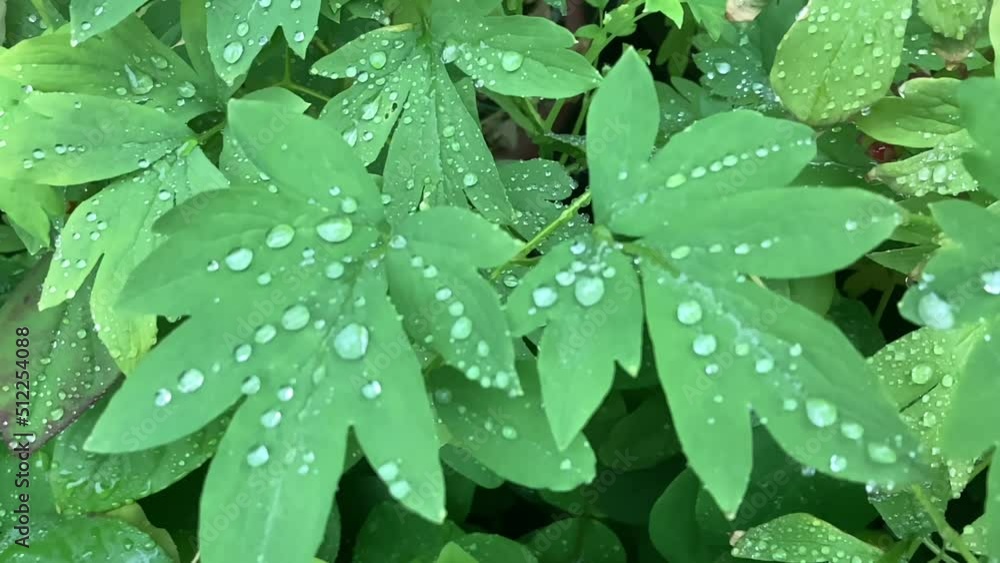 雨の雫と緑 雨の雫と緑