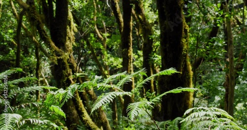 El Pijaral, La Ensillada, Cabeza de Tejo, walking through Bosque Encantado in Anaga Forest on Tenerife, Canary Islands, Spain. photo