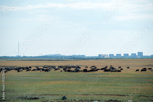 A flock of sheep is grazing in a meadow against the backdrop of a big city.