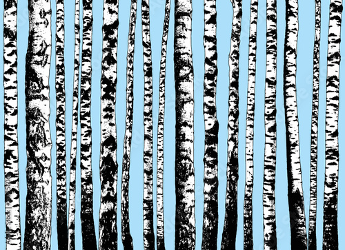 Birch grove. Seamless horizontal background of birch trunks. Realistic illustration of a birch forest. Isolated 
objects.
