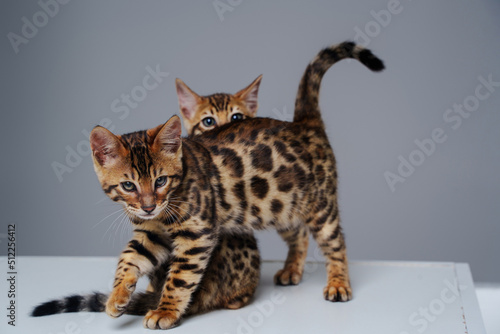 Couple of pedigreed bengal kittens looking like miniature leopards isolated on white background.
