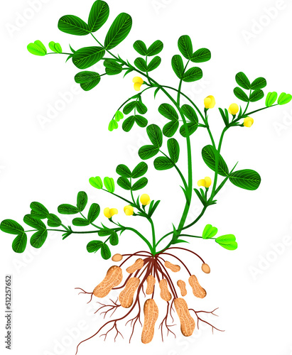 Vegetable and Fruit, Illustration  Fresh Peanuts or Groundnut with Groundnut Plants With Groundnuts And Roots, Good Source of Dietary Fiber, Vitamins and Minerals.