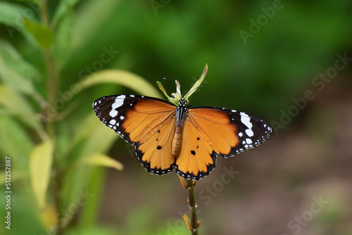 Closeup view of a butterfly resting on leaf