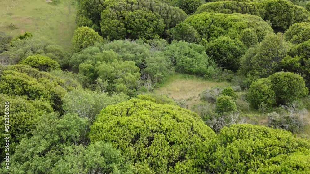 Drone Flying Over Countless Organic Trees and Rocks To Reveal Mountain Landscape, California Drone Flying Over Countless Organic Trees and Rocks To Reveal Mountain Landscape, California