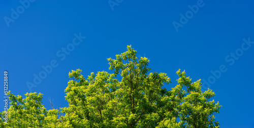 Branches and bright green foliage of a tree against a blue sky.