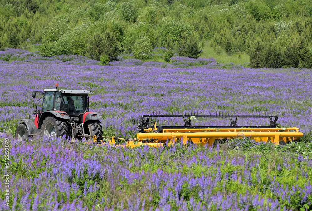 Fototapeta premium Tractor mower on a field sown with siderates on a summer day