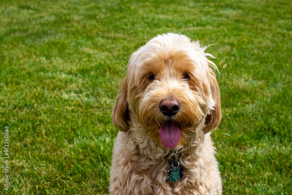 Multigen Goldendoodle