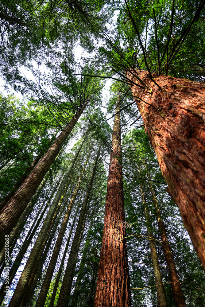 Obraz premium trees in the forest