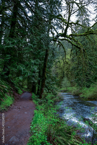 path in the forest